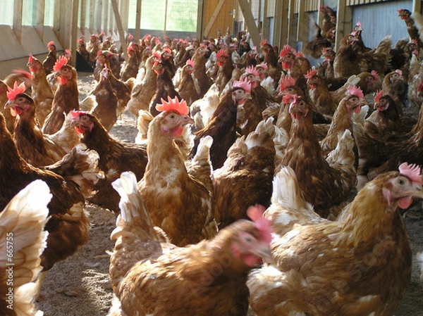 Fototapeta kury nioski