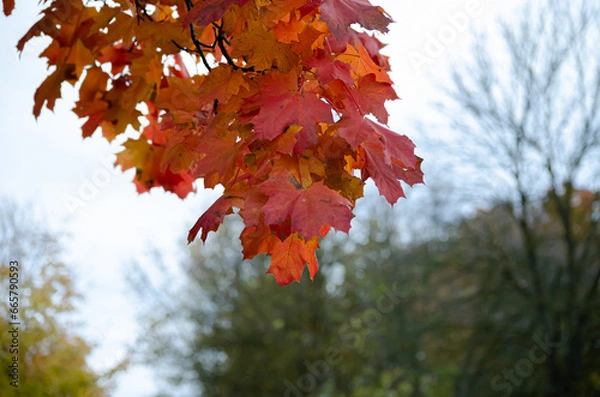 Obraz red autumn leaves