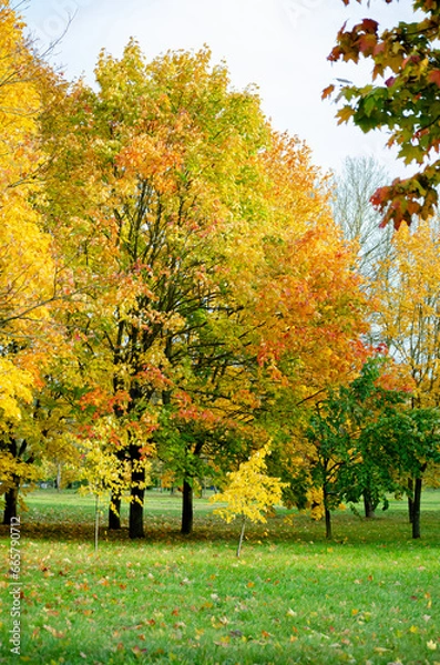 Obraz autumn trees in park
