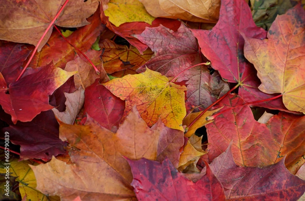 Obraz autumn leaves background
