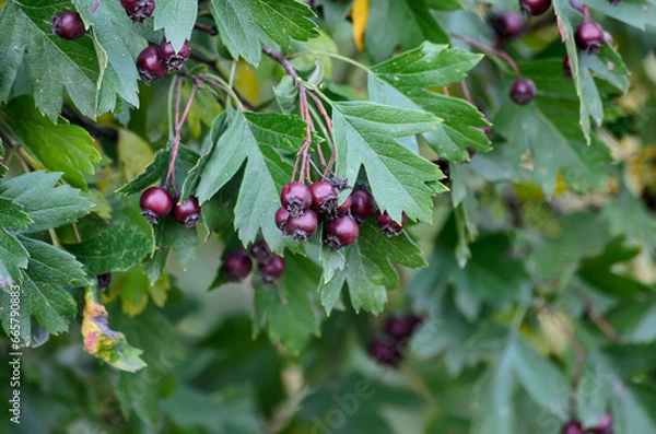 Obraz red currant bush