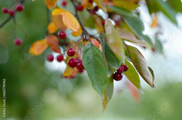 Obraz red berries on a branch