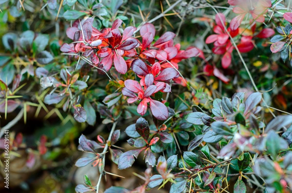 Obraz red and yellow flowers