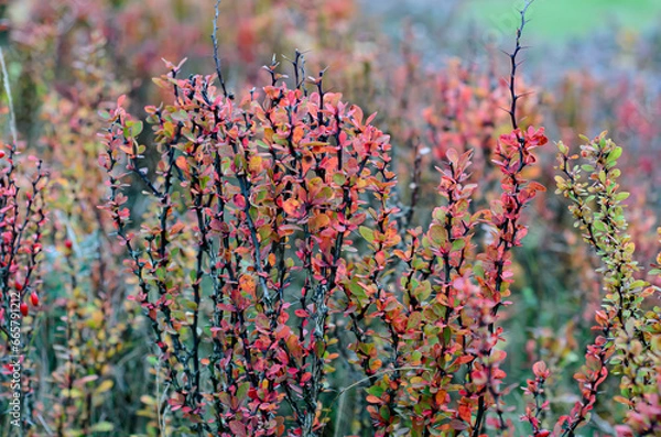 Obraz flowers in the field