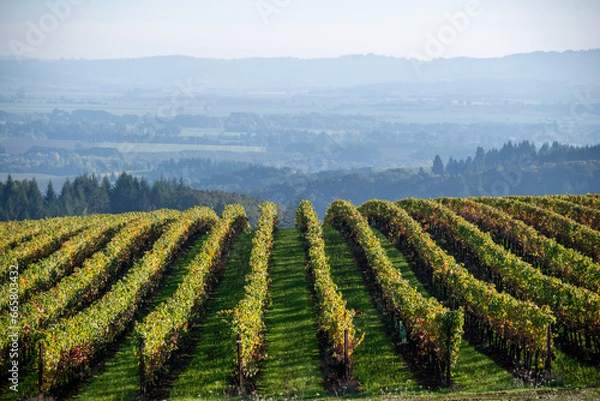 Fototapeta Golden rows of vines line up on a hill, green grass between rows, fog obscuring the background, in this scene in an Oregon vineyard.