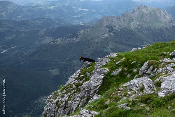 Fototapeta Cabra contemplando