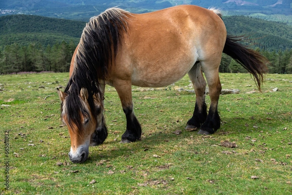 Fototapeta Caballo pastando