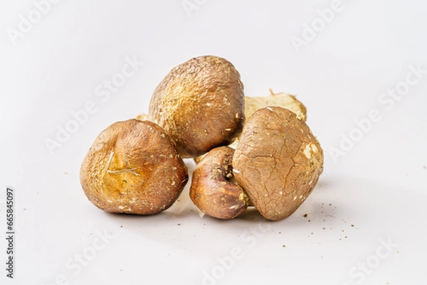 Obraz Fresh Agaricus blazei on white background
