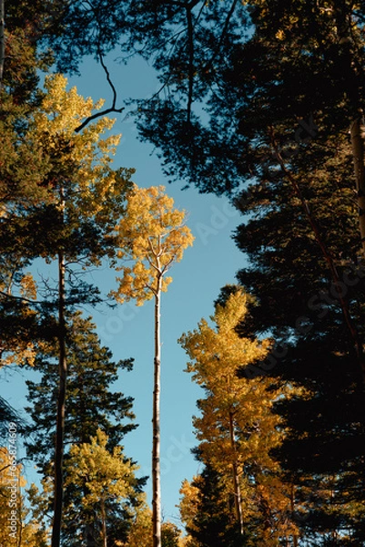 Obraz Aspen Tree Peaking through Forest