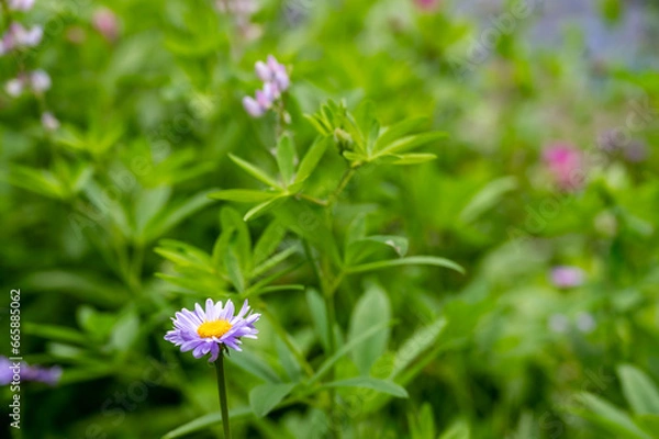 Fototapeta wild daisys along the meadow path of the Castle Crest Wildflower Trail in Crater Lake National Park. 