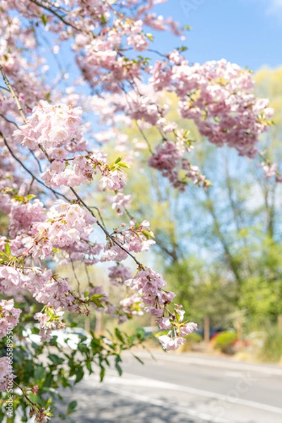 Obraz pink cherry blossom