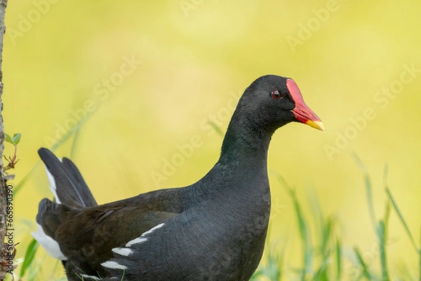 Fototapeta Close-up of a sitting / standing common moorhen with green backgorund