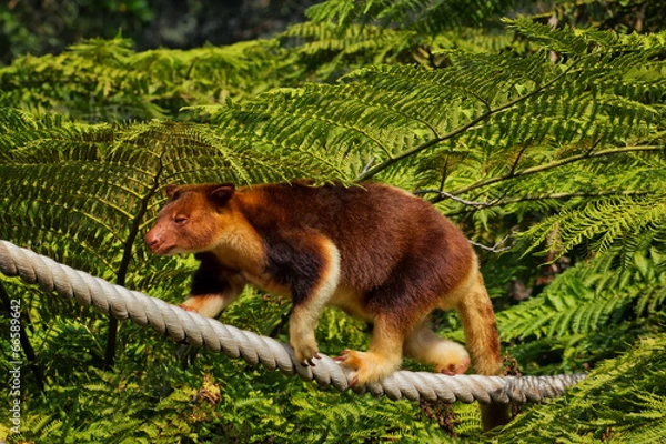 Obraz Goodfellow's Tree Kangaroo 