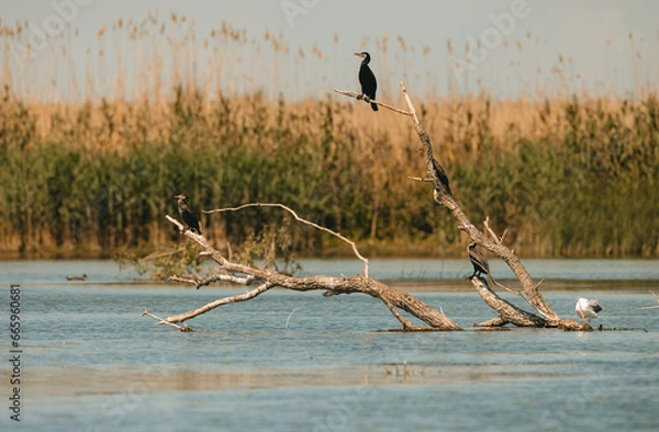 Fototapeta Wild life birds photography a serene bird perched on a tree branch by the water in Danube Delta, Romania