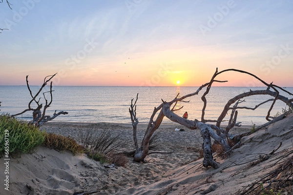 Fototapeta The sun rises between the dry branches of the beach