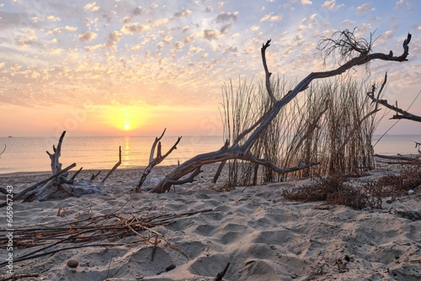 Fototapeta The sun rises between the dry branches of the beach