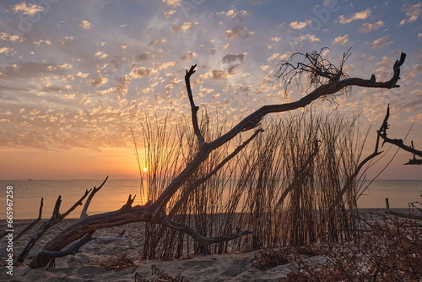 Fototapeta The sun rises between the dry branches of the beach
