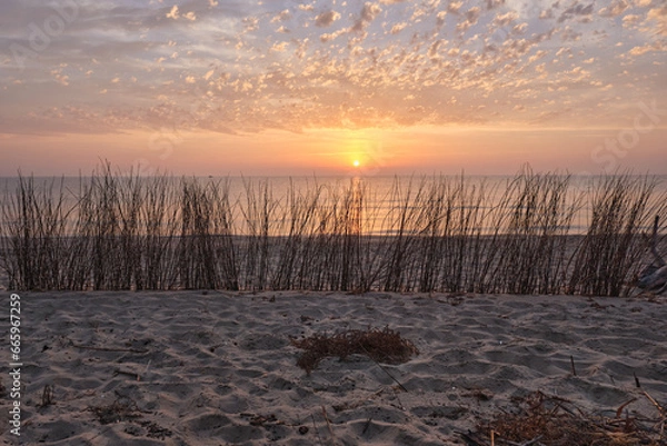 Fototapeta The sun rises between the dry branches of the beach