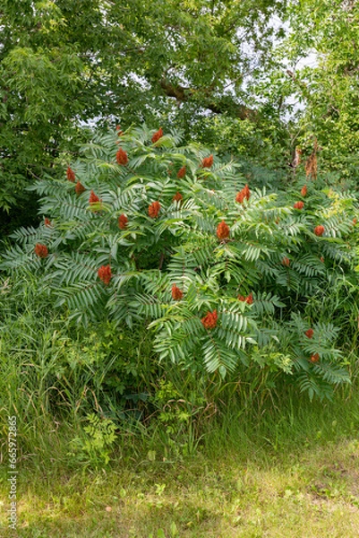 Fototapeta Smooth Sumac scientific name Rhus glabra common shrub in Minnesota, United States. Taken on a summer day with lush green foliage.
