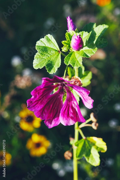 Obraz Mallow flower in the garden 