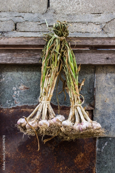 Fototapeta Garlic Hanging