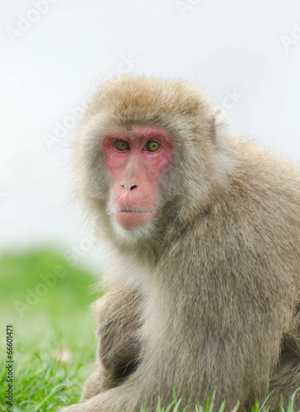 Fototapeta Japanese Macaque monkey on grass