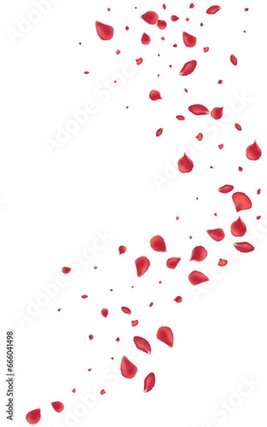 Fototapeta Delicate Petal Japanese Vector White Background.