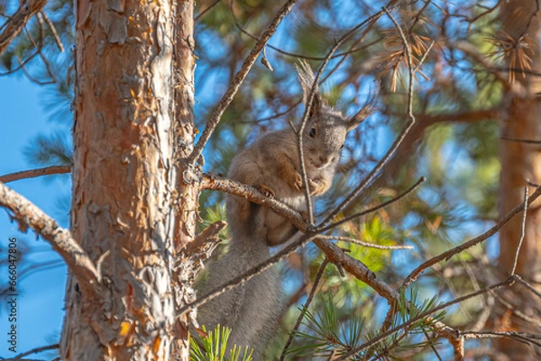 Fototapeta Белочка на Изумрудном карьере