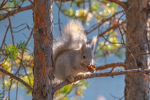 Fototapeta Белочка на Изумрудном карьере