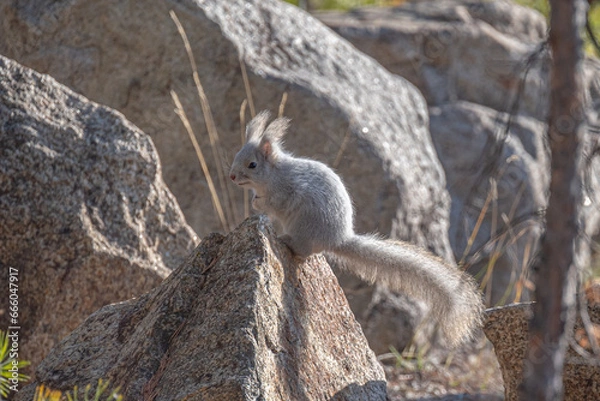 Fototapeta Белочка на Изумрудном карьере