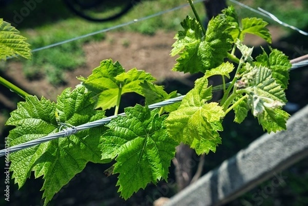 Obraz ブドウの葉っぱ