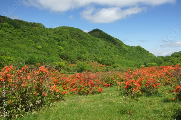 Obraz 白樺牧場のツツジ