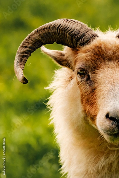 Obraz Drenthe Heath Sheep (Drentse Heideschaap)