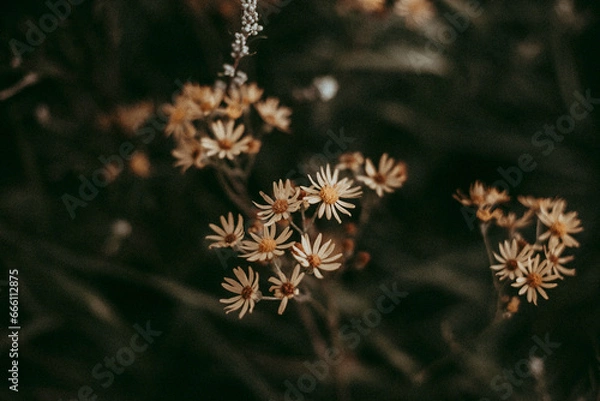 Obraz Weiße Blumen auf eienr Wiese