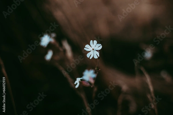 Obraz Kleine weiße Blüte auf einer Wiese