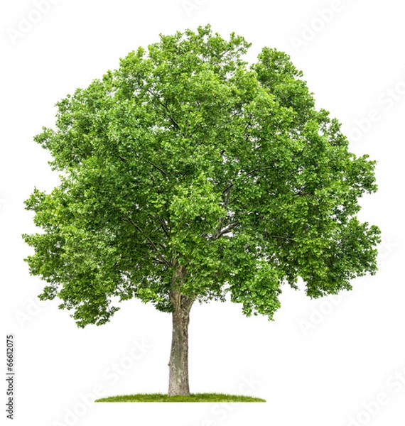 Obraz izolowane platan liść klonu na białym tle