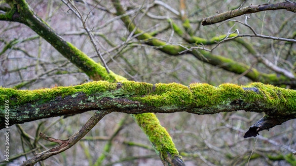 Fototapeta Old tree wrapped in moss with fresh plants in deciduous stand in autumn in the forest