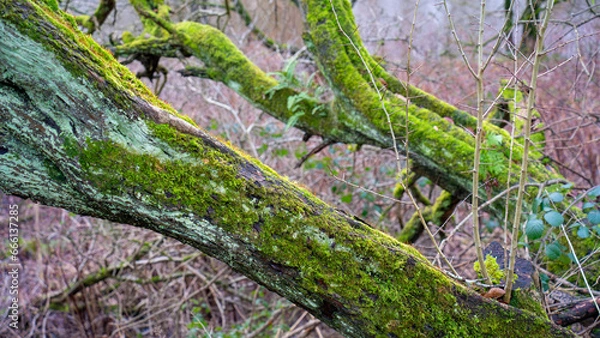 Fototapeta Old tree wrapped in moss with fresh plants in deciduous stand in autumn in the forest