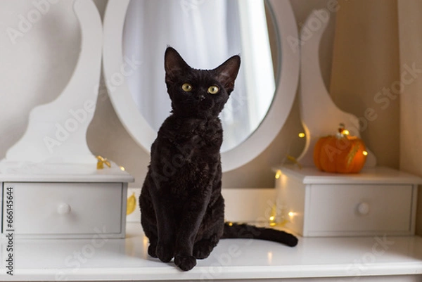 Fototapeta black cat Devon Rex sits on the dressing table and behind there is a pumpkin and a garland