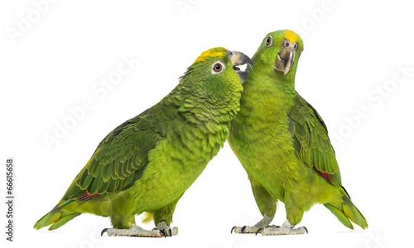 Obraz Panama Amazon and Yellow-crowned Amazon pecking