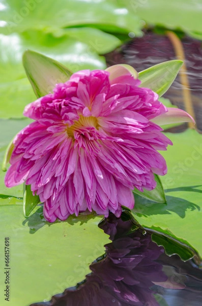 Fototapeta pink flower