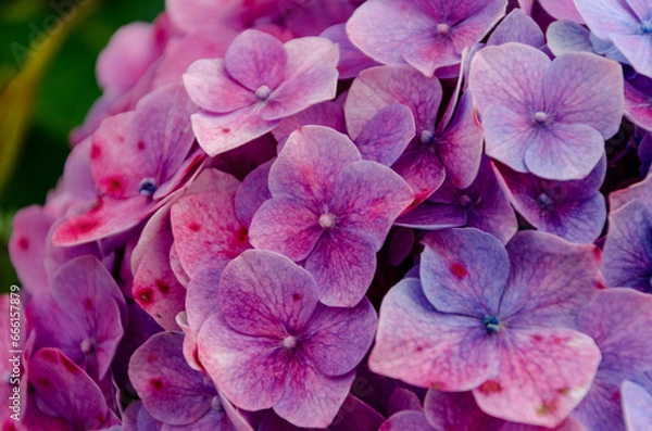 Fototapeta pink flower