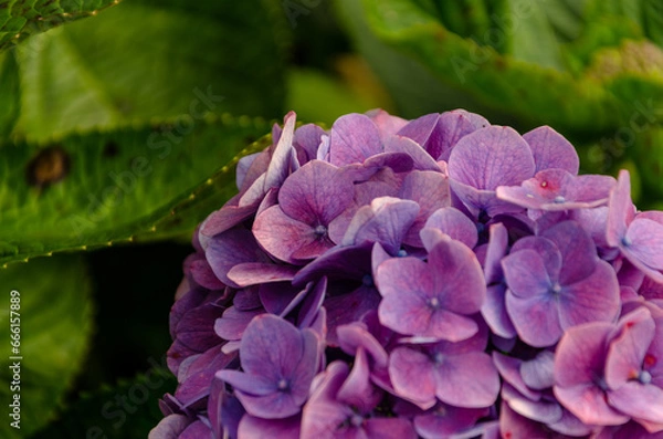 Fototapeta pink flower