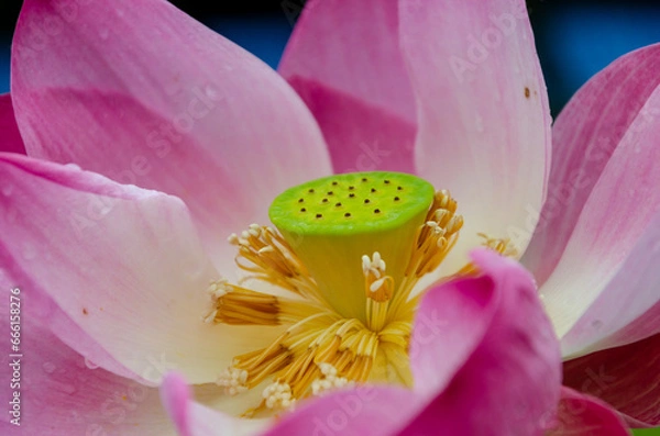 Fototapeta pink flower