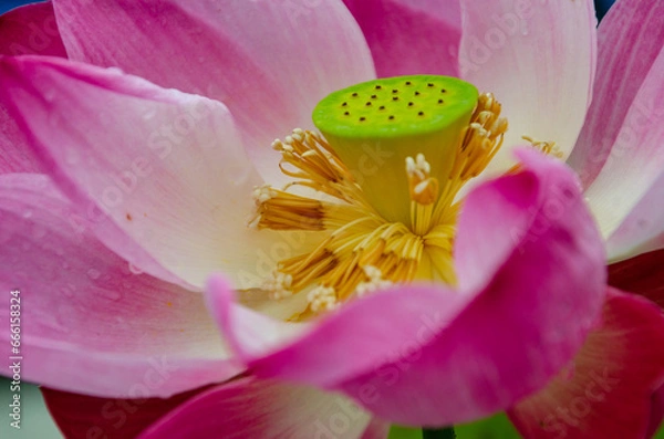 Fototapeta pink flower
