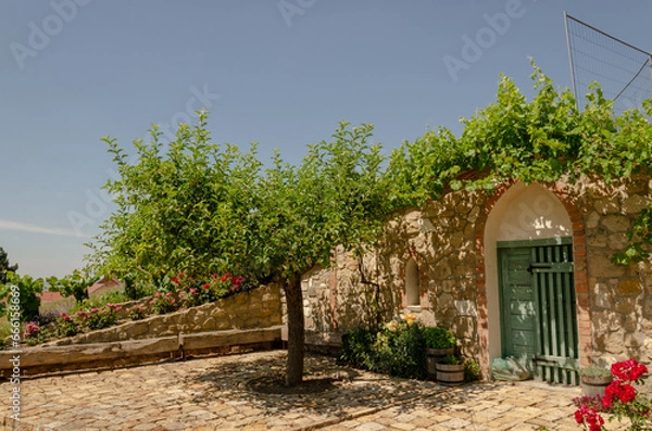 Fototapeta wine cellar