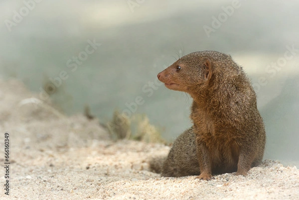 Fototapeta mangouste