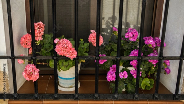 Obraz flowers on a window sill