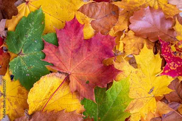 Obraz feuilles d'automne