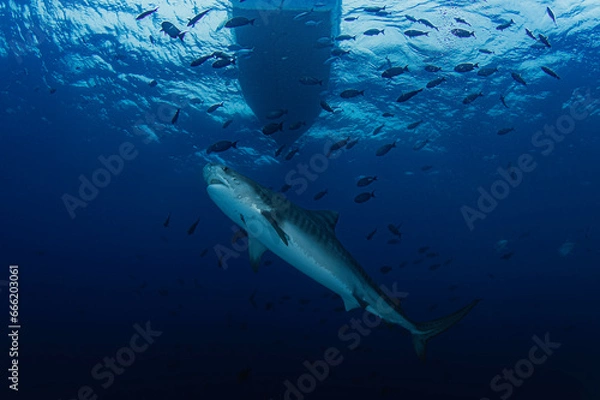Fototapeta Diving with Tiger Shark under the boat in the deep blue ocean